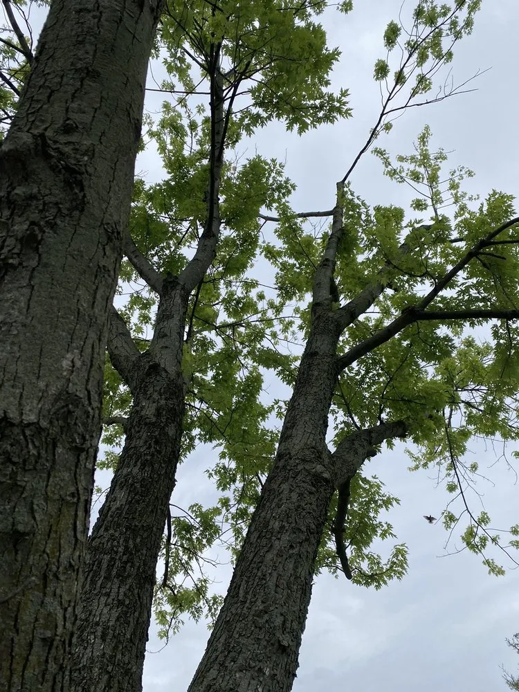 Local yard cleanup service for outdoor upgrades across Warren, MI - Metro Detroit Tree and Firewood