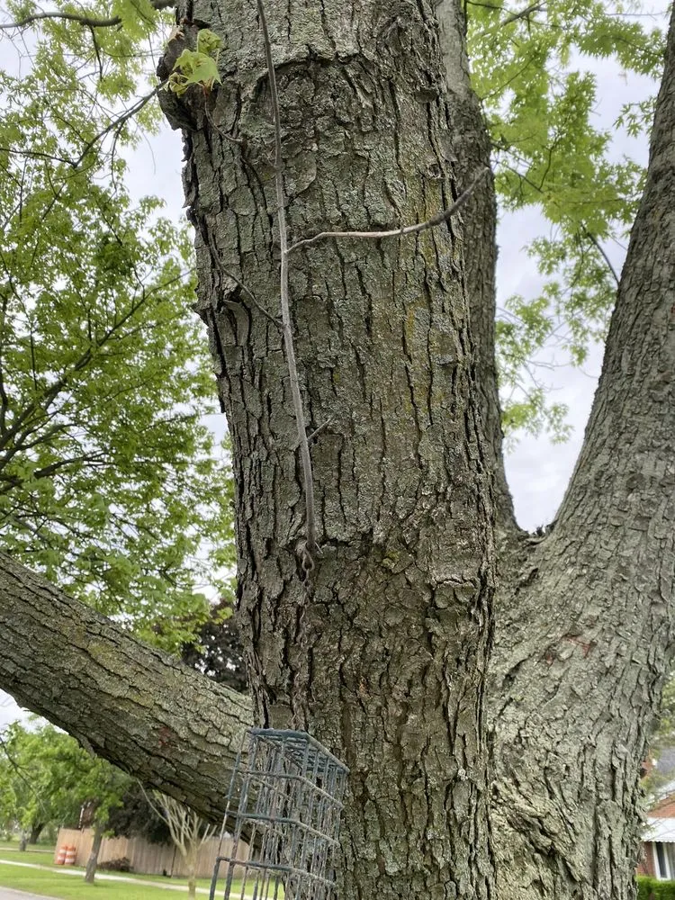 Expert lawn care service with custom design across Warren, MI - Metro Detroit Tree and Firewood