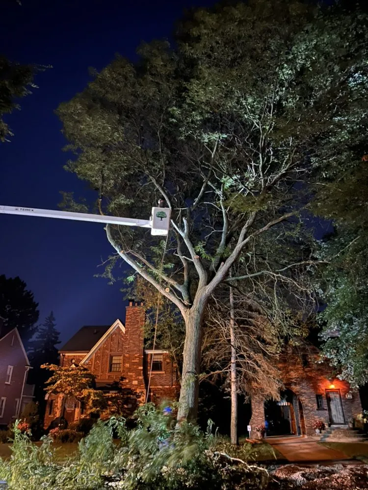 Expert lawn care service in Warren, MI - Metro Detroit Tree and Firewood