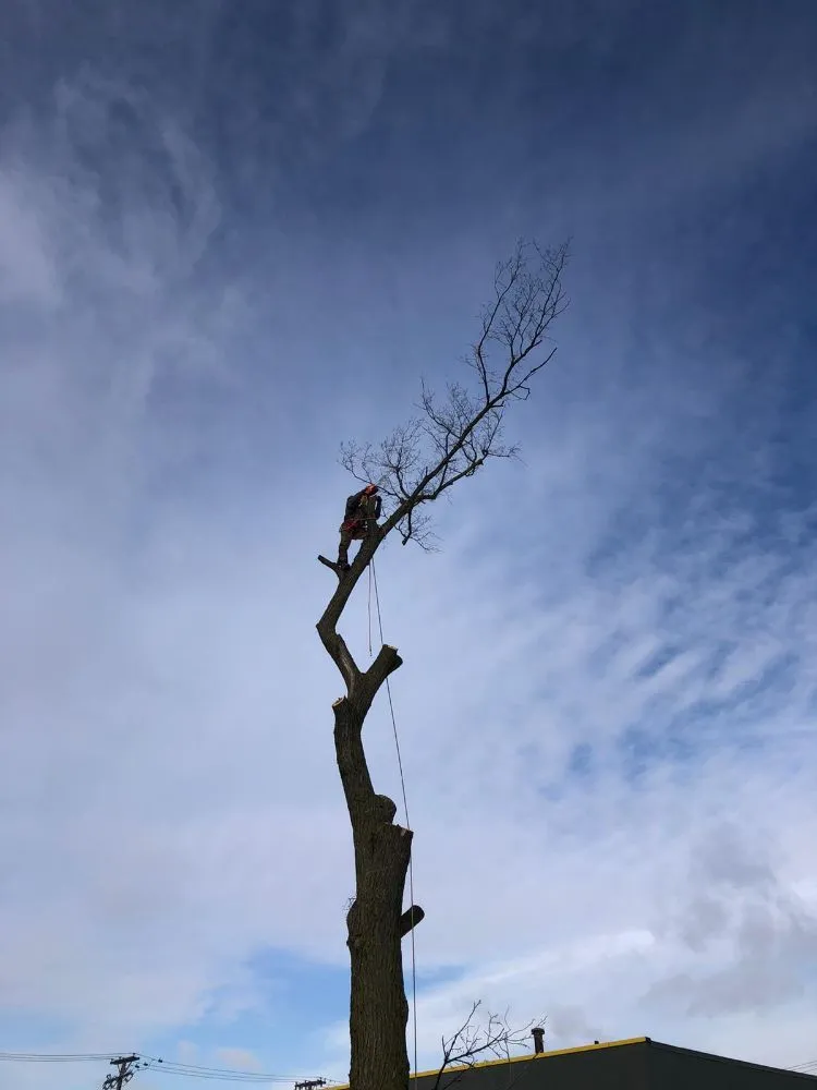 Trusted landscape design for outdoor upgrades in Warren, MI by Metro Detroit Tree and Firewood