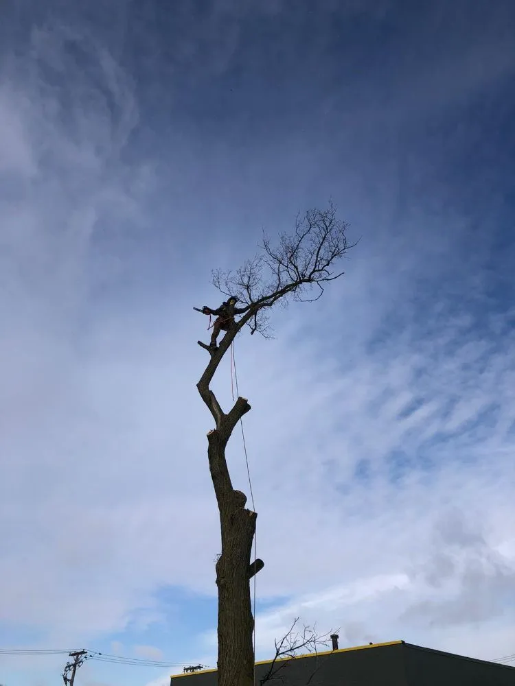 Local landscape design experts serving Warren, MI - Metro Detroit Tree and Firewood