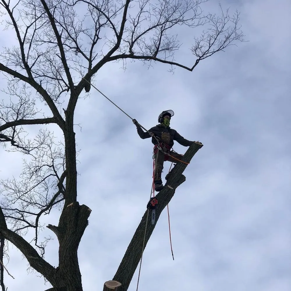 Local lawn mowing service in Warren, MI by Metro Detroit Tree and Firewood