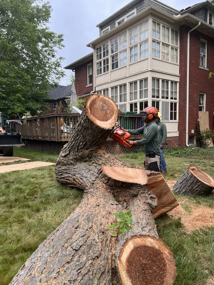 Local yard cleanup service in Warren, MI by Metro Detroit Tree and Firewood