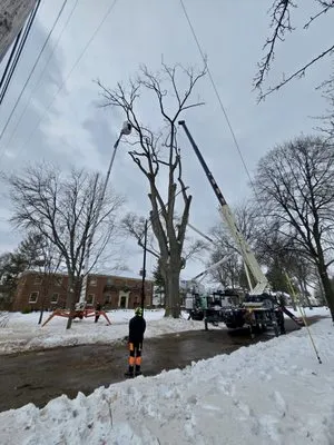 Metro Detroit Tree and Firewood