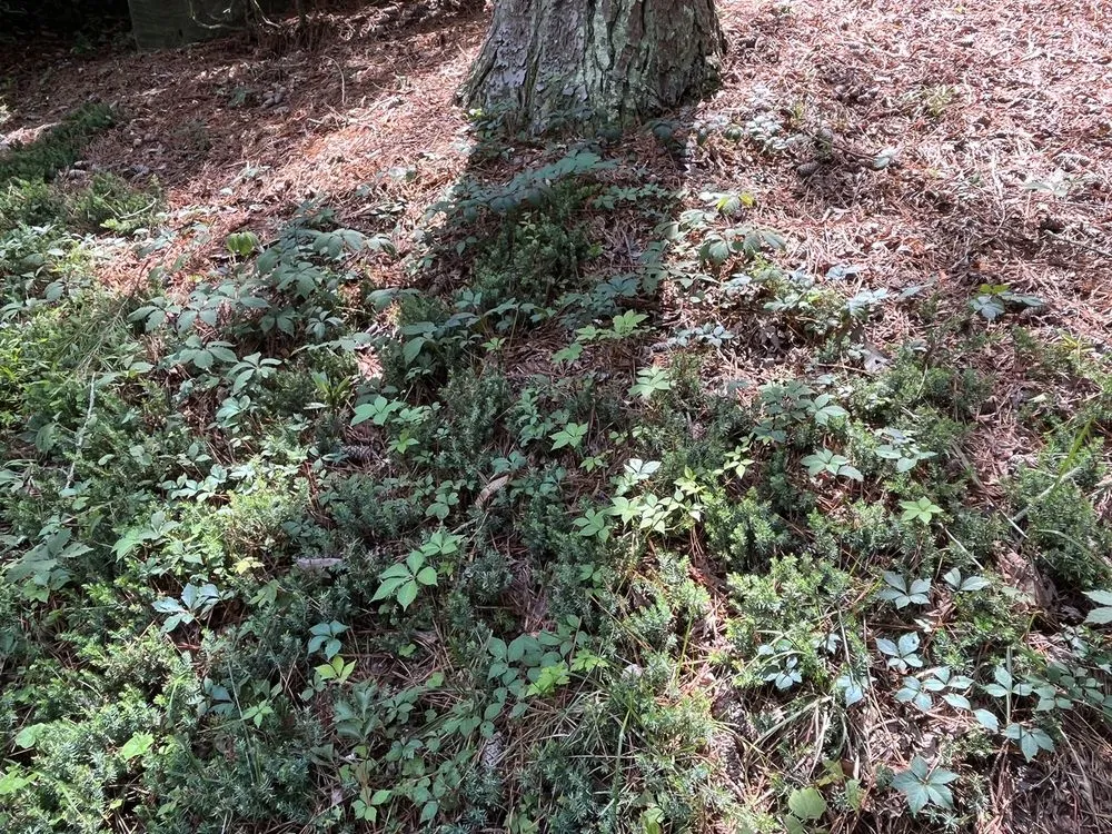 Affordable lawn mowing service for outdoor upgrades in Tucker, GA by Metro Lawns