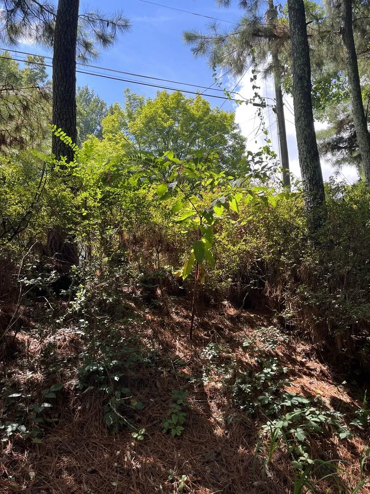 Custom yard cleanup service in Tucker, GA - Metro Lawns