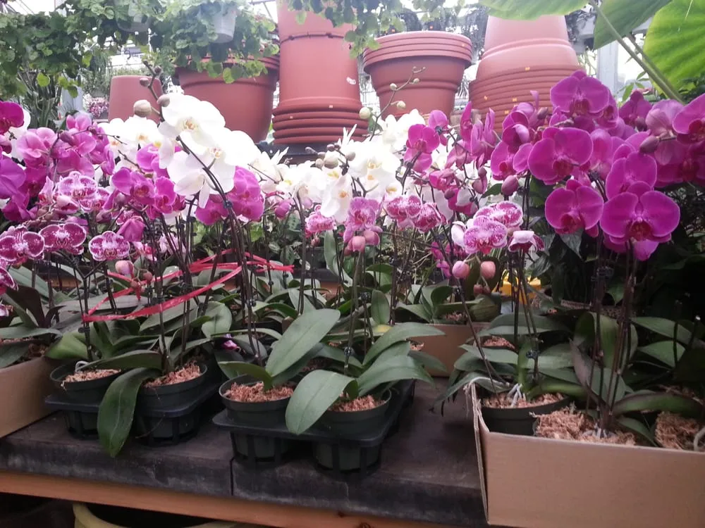 Custom yard cleanup service in Fort Lee, NJ by Metro Plant Exchange