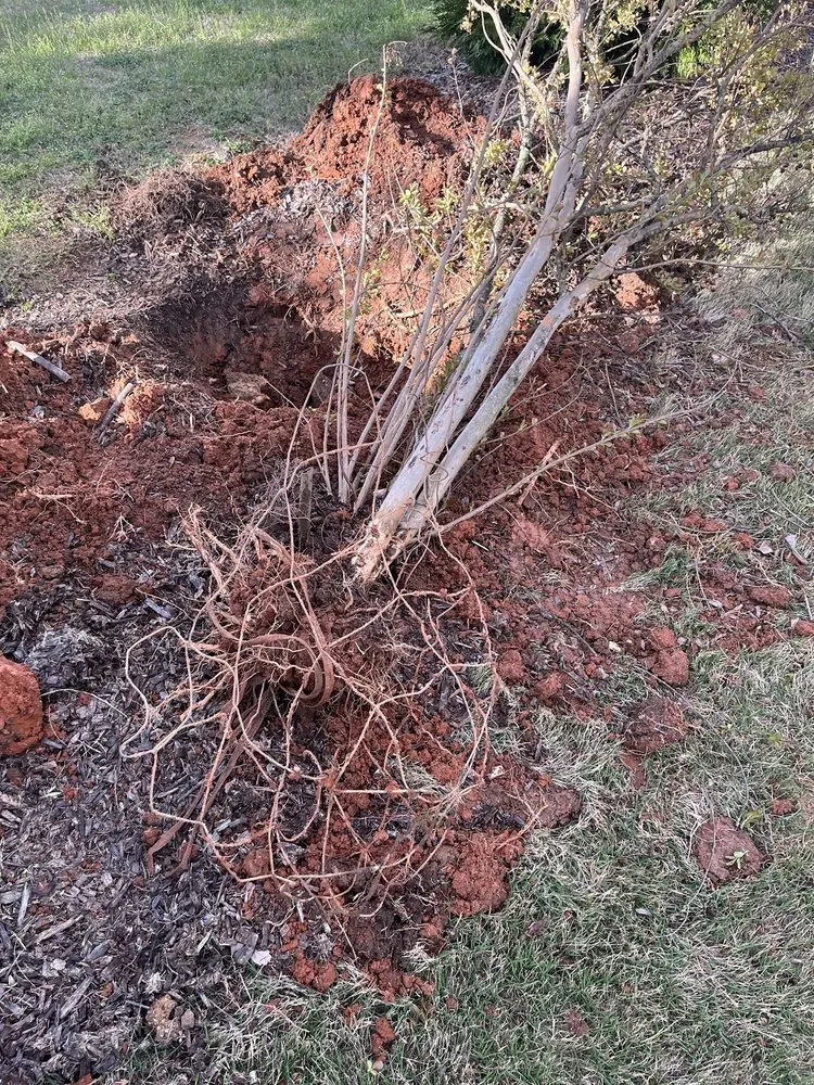 Professional landscape design in Charlotte, NC - MetroGreenscape