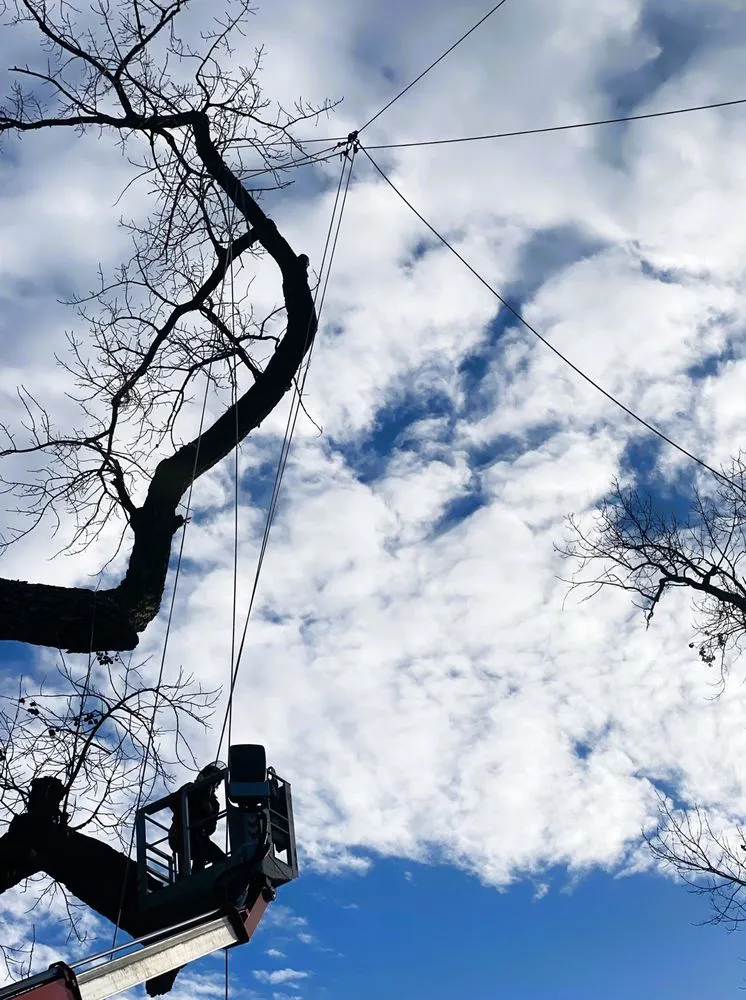 Custom yard maintenance near you across Ellisville, MO - Metropolitan Forestry Services