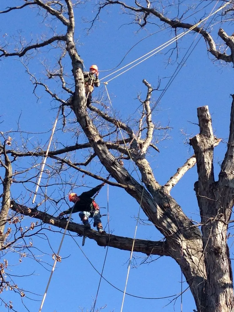 Local yard cleanup service in Ellisville, MO by Metropolitan Forestry Services