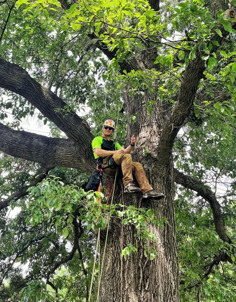 Professional landscaping services in Ellisville, MO - Metropolitan Forestry Services