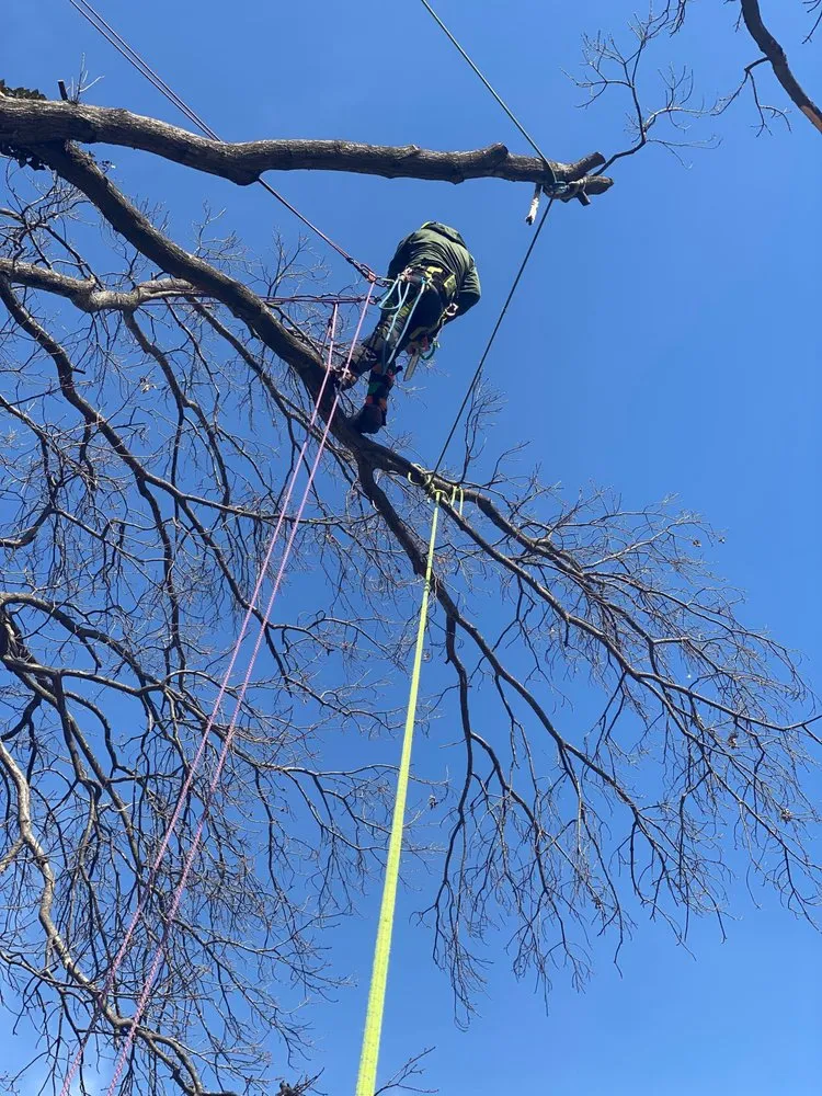 Expert yard cleanup service experts serving Ellisville, MO - Metropolitan Forestry Services