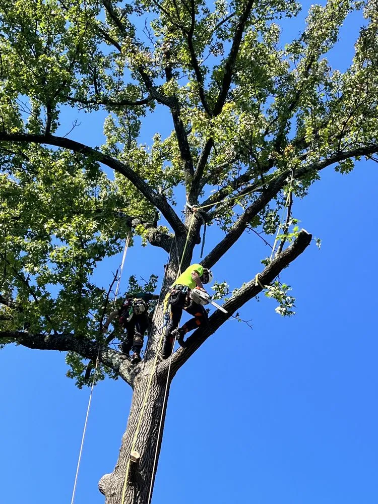 Top-rated lawn mowing service in Ellisville, MO - Metropolitan Forestry Services