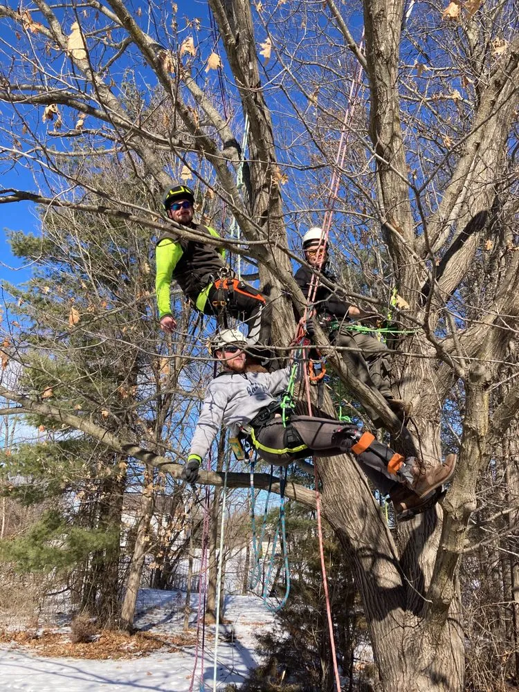 Reliable yard maintenance in Ellisville, MO by Metropolitan Forestry Services