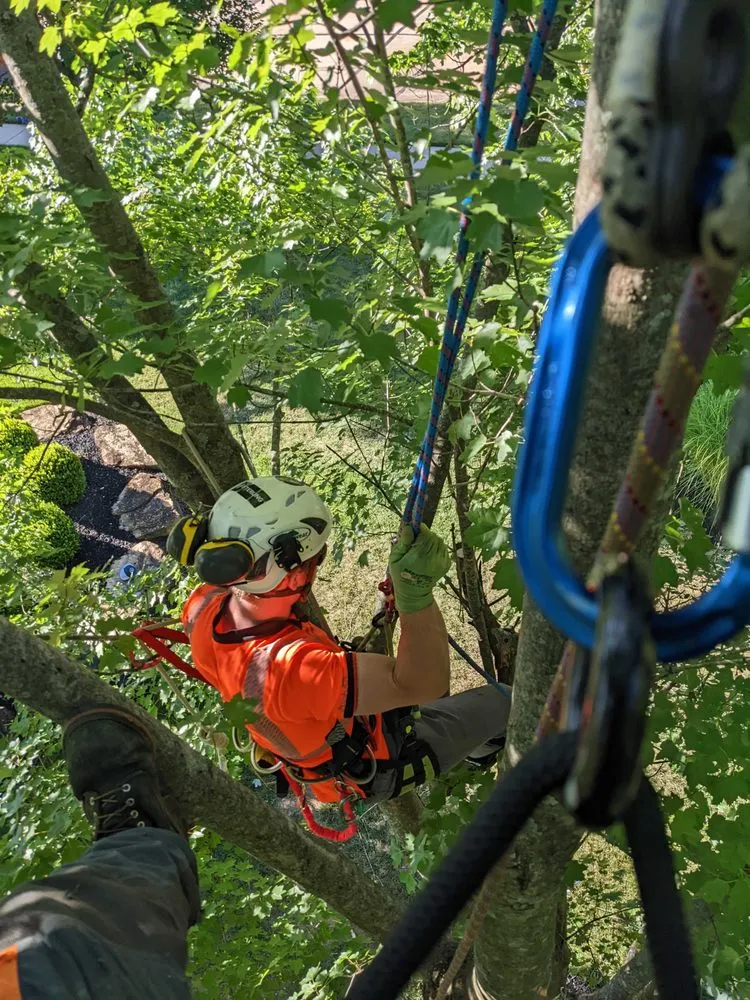 Top-rated lawn mowing service with custom design in Ellisville, MO by Metropolitan Forestry Services