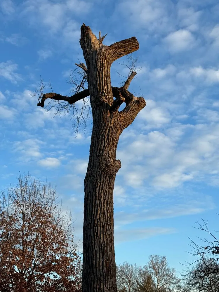 Custom landscaping services experts serving Ellisville, MO - Metropolitan Forestry Services