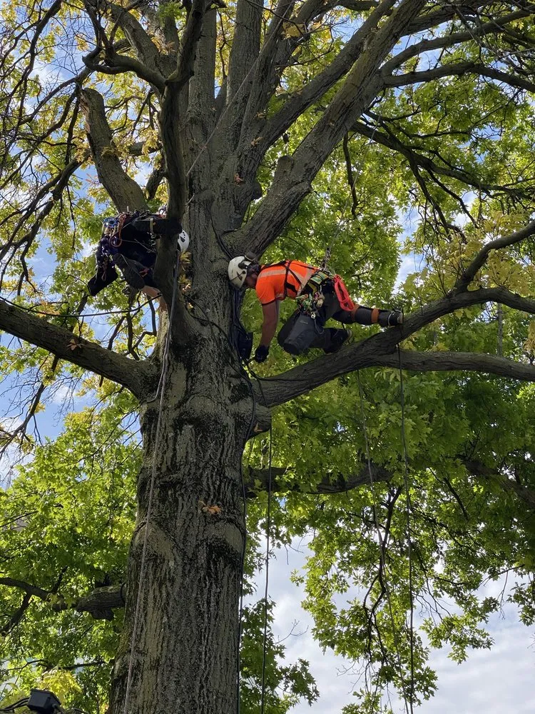 Reliable lawn care service in Ellisville, MO by Metropolitan Forestry Services