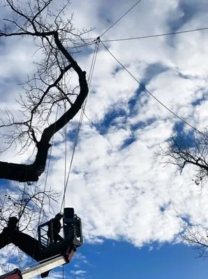 Metropolitan Forestry Services