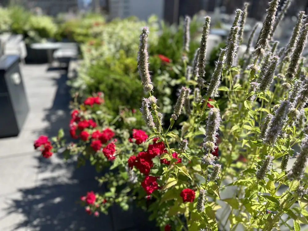 Professional landscaping services experts serving New York, NY - Metropolitan Garden Design