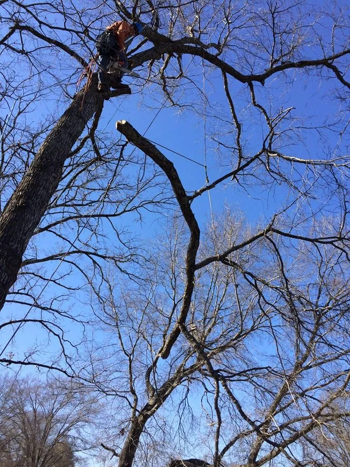 Affordable lawn mowing service in Conway, AR - Metropolitan Tree