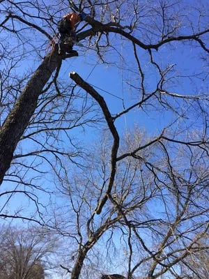 Metropolitan Tree Logo