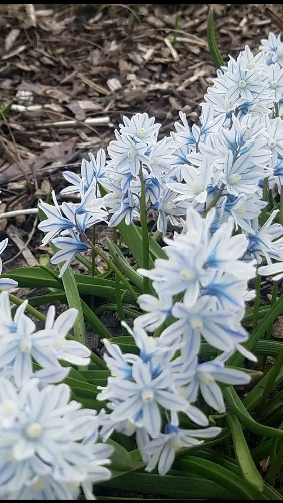 Reliable lawn mowing service in Chicago, IL - MetroScapesChicago