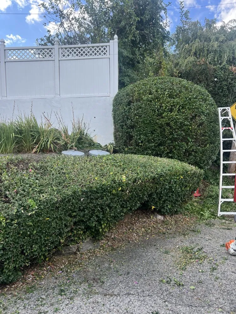 Expert yard cleanup service in White Plains, NY - Mexiguate