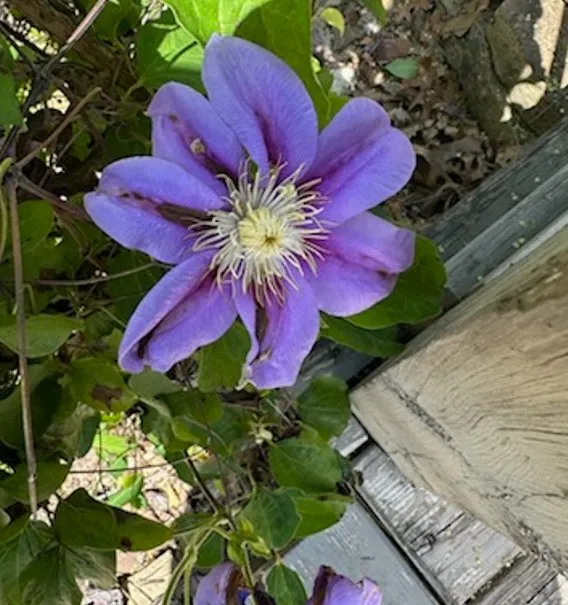 Local garden landscaping with custom design across Joplin, MO - Meyco Landscape Contractors