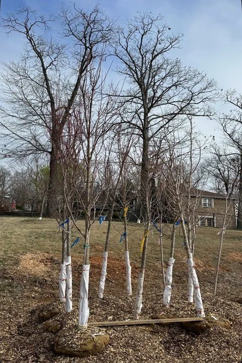 Professional yard maintenance for homes across Joplin, MO - Meyco Landscape Contractors