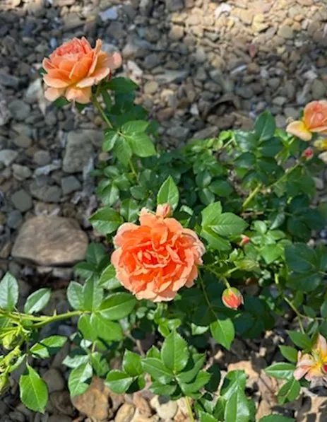 Top-rated residential landscaping in Joplin, MO - Meyco Landscape Contractors