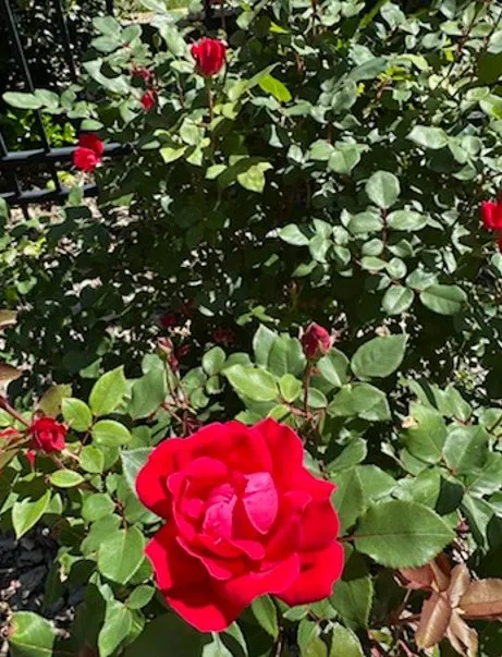 Affordable yard maintenance in Joplin, MO - Meyco Landscape Contractors