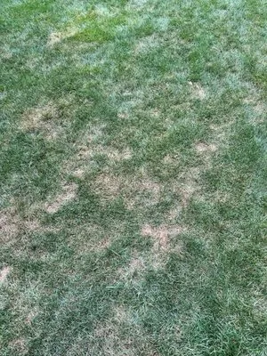 Meyers Green Services