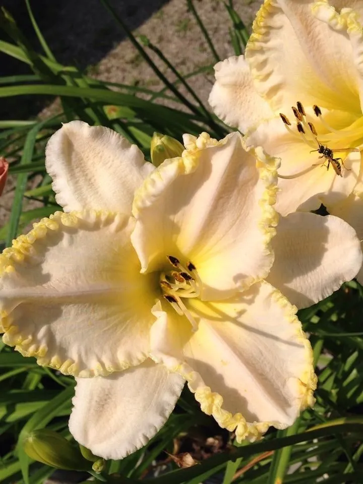 Local landscape design in Waterloo, IA by Meyers Nursery