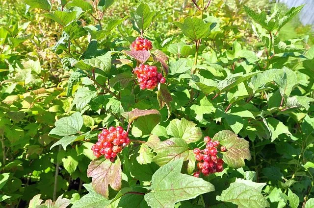 Reliable yard maintenance in Waterloo, IA by Meyers Nursery