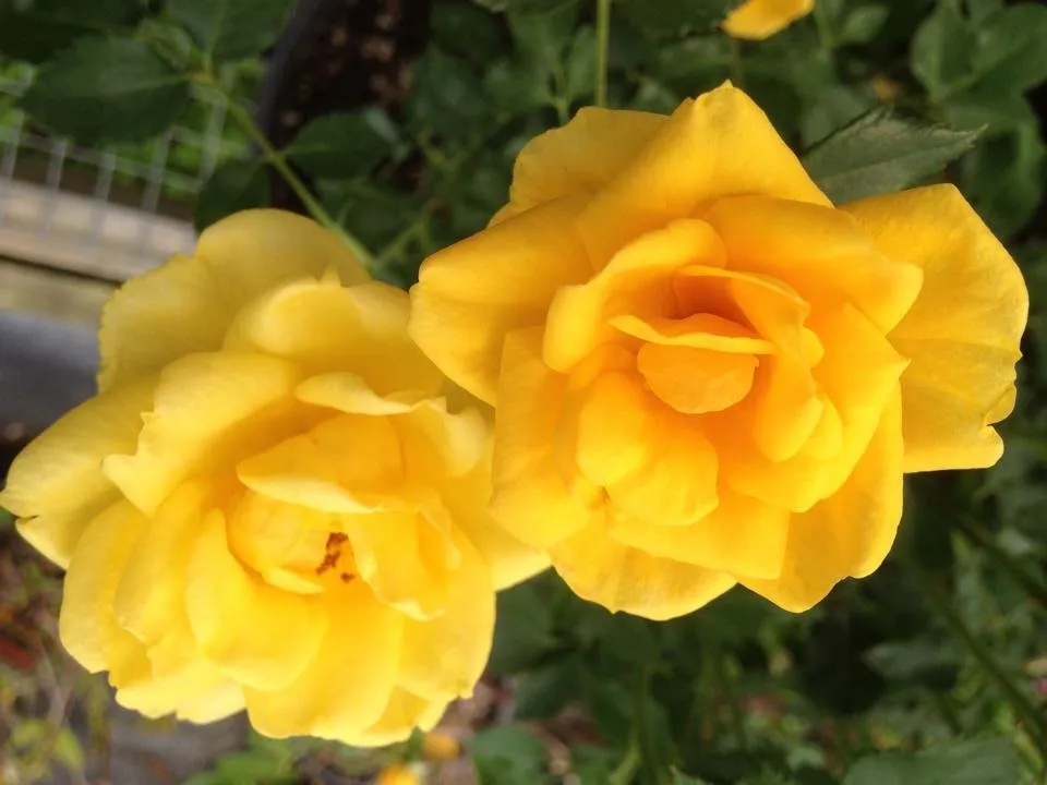 Expert landscape design near you in Waterloo, IA by Meyers Nursery