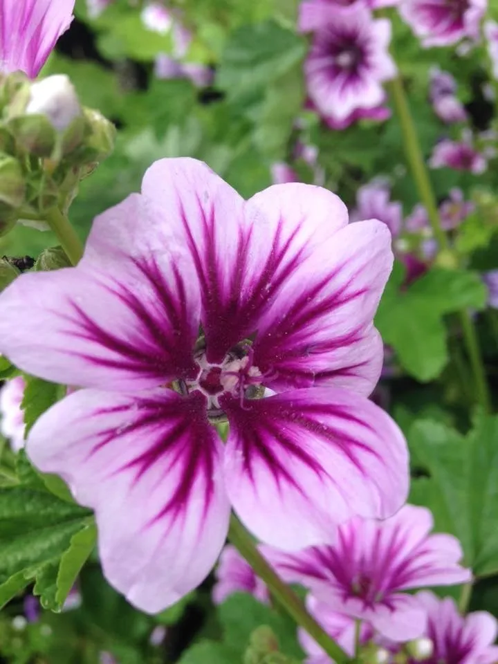 Reliable landscaping services for homes in Waterloo, IA by Meyers Nursery