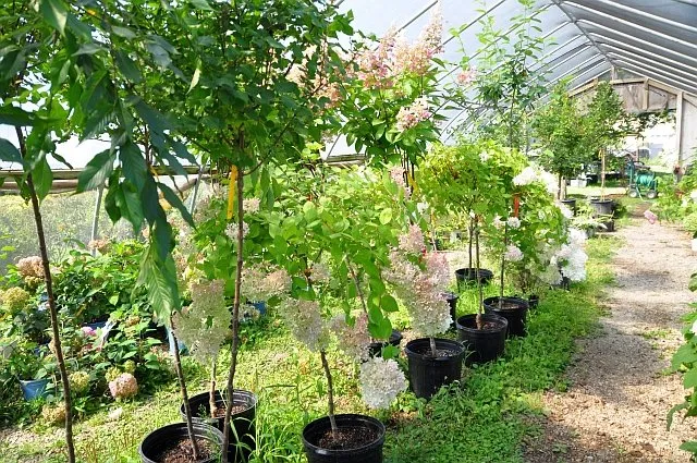 Local lawn care service experts serving Waterloo, IA - Meyers Nursery