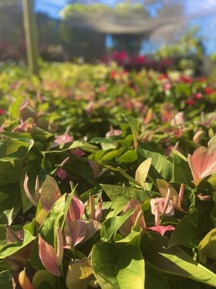 Reliable lawn care service for outdoor upgrades in West Palm Beach, FL by Meyer's Turf & Landscape Nursery