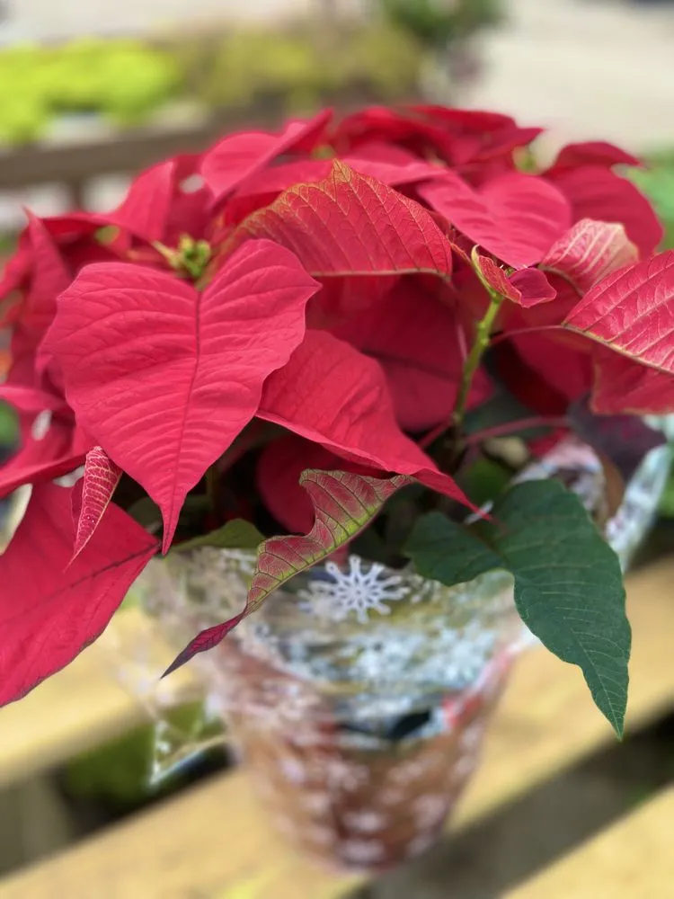 Professional lawn care service experts serving West Palm Beach, FL - Meyer's Turf & Landscape Nursery