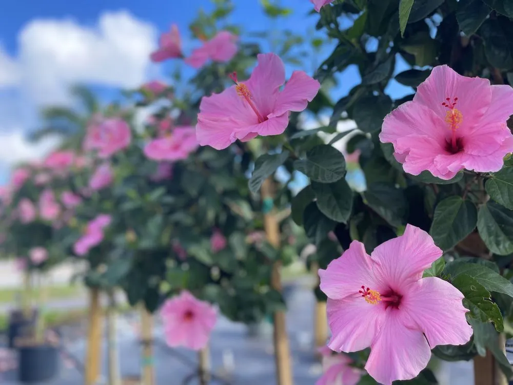 Local outdoor landscaping for year-round maintenance in West Palm Beach, FL by Meyer's Turf & Landscape Nursery