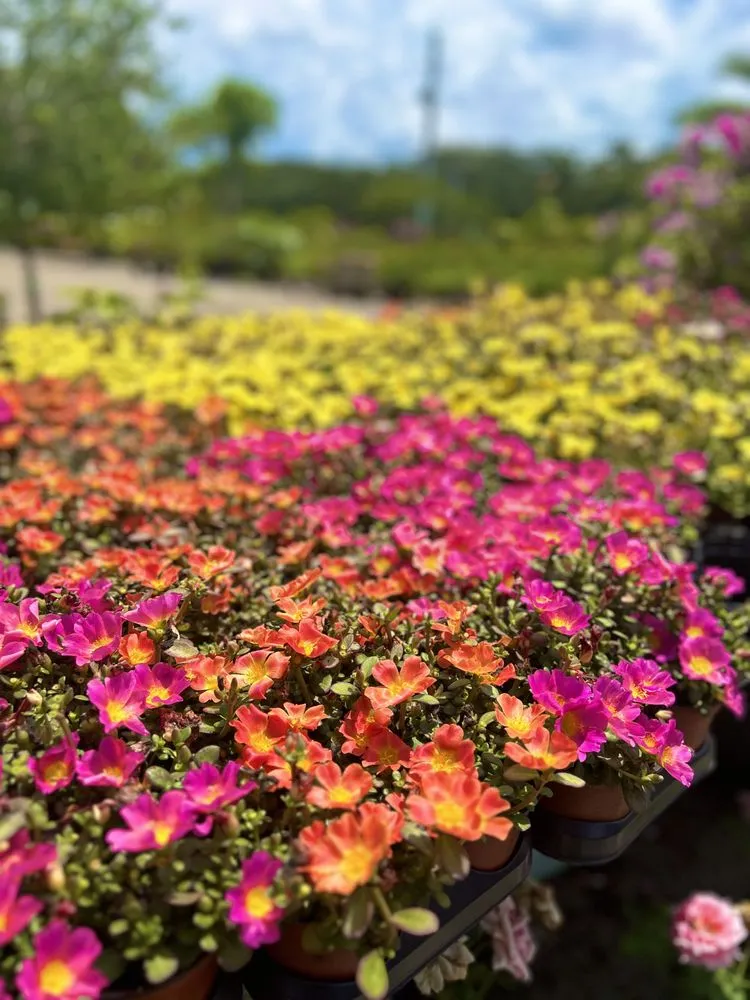 Reliable residential landscaping with custom design in West Palm Beach, FL by Meyer's Turf & Landscape Nursery