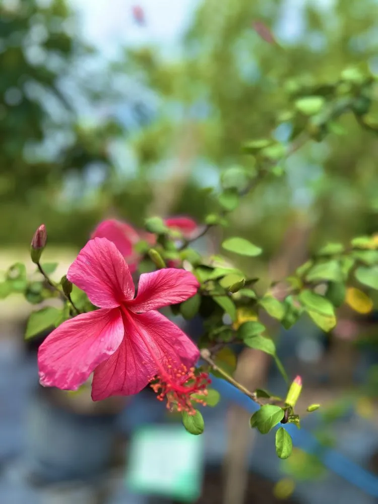 Expert yard cleanup service with custom design in West Palm Beach, FL by Meyer's Turf & Landscape Nursery