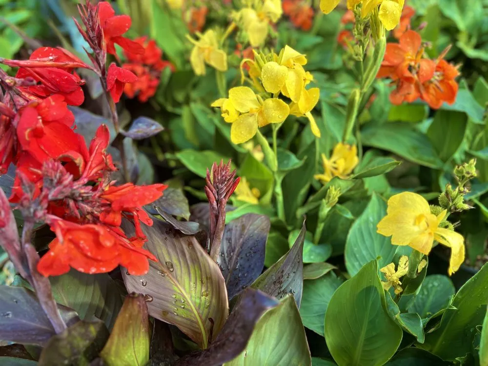 Affordable garden landscaping in West Palm Beach, FL by Meyer's Turf