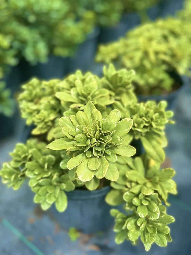 Expert outdoor landscaping experts serving West Palm Beach, FL - Meyer's Turf