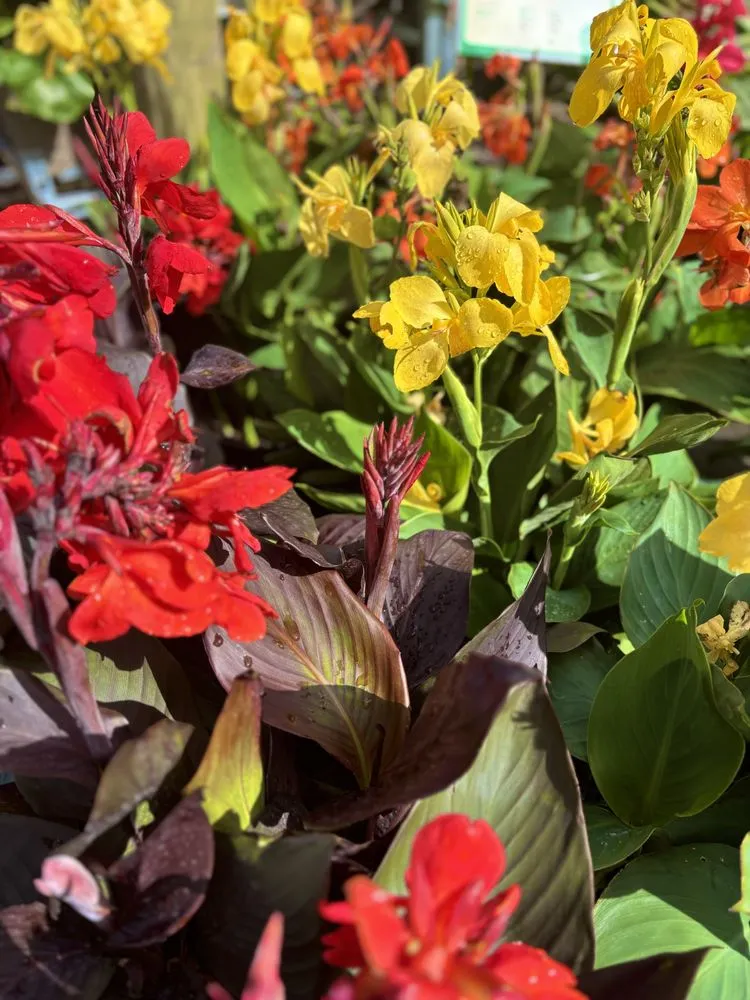 Affordable yard maintenance in West Palm Beach, FL - Meyer's Turf