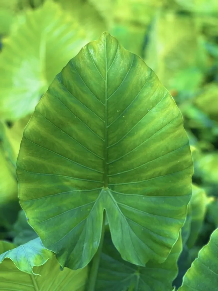 Trusted garden landscaping experts serving West Palm Beach, FL - Meyer's Turf