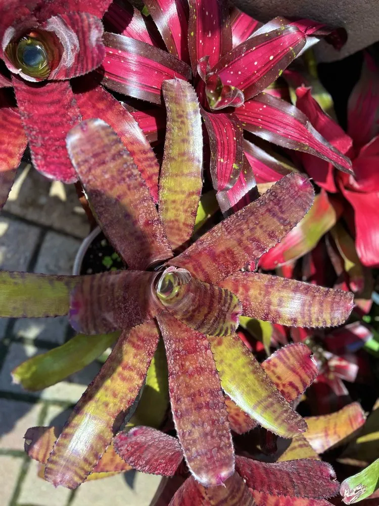 Trusted landscape design for residential properties across West Palm Beach, FL - Meyer's Turf