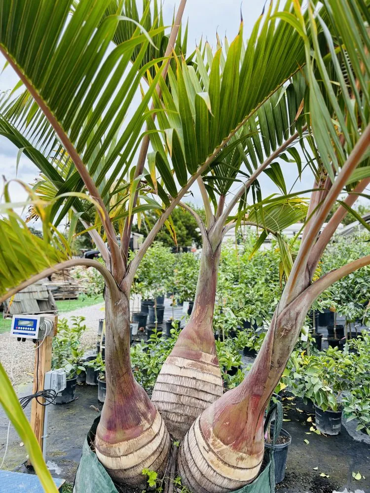 Local residential landscaping for year-round maintenance in West Palm Beach, FL by Meyer's Turf