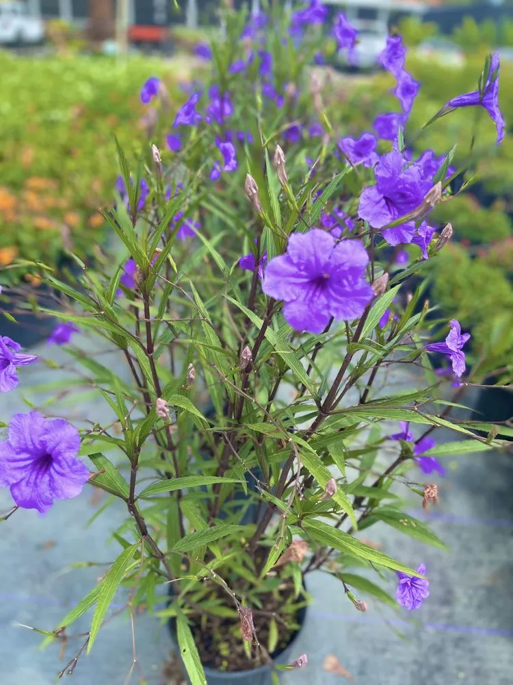 Custom yard cleanup service for year-round maintenance across West Palm Beach, FL - Meyer's Turf