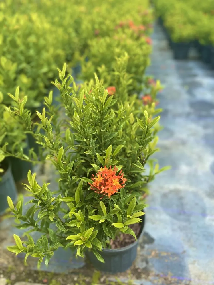 Professional lawn care service with custom design in West Palm Beach, FL by Meyer's Turf